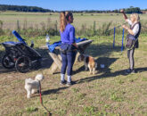 Pröva Agility med Stabbyhund